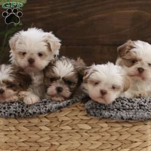 Authur, Shih Tzu Puppy