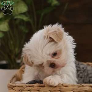 Sage, Shih Tzu Puppy