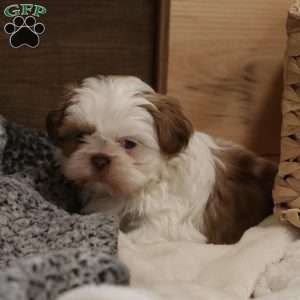 Charlie, Shih Tzu Puppy