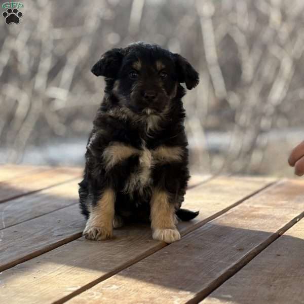 Missy, Borderdoodle Puppy