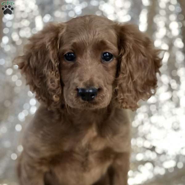 Rafie, Cavapoo Puppy