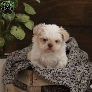 Sage, Shih Tzu Puppy