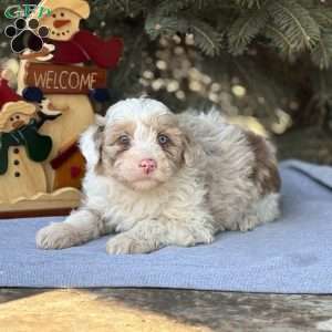 Trixie, Borderdoodle Puppy