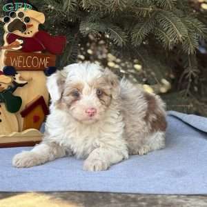 Trixie, Borderdoodle Puppy