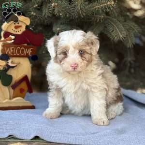 Trixie, Borderdoodle Puppy