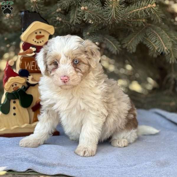 Trixie, Borderdoodle Puppy