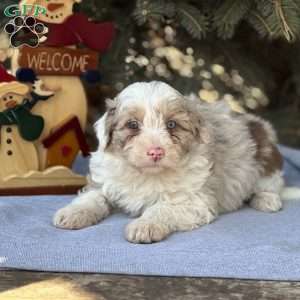 Trixie, Borderdoodle Puppy