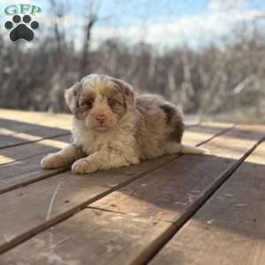 Trixie, Borderdoodle Puppy