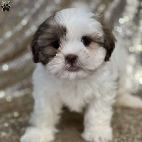 Jewel, Shih Tzu Puppy