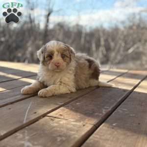 Trixie, Borderdoodle Puppy