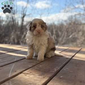 Trixie, Borderdoodle Puppy