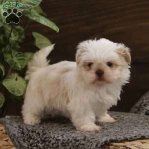 Sage, Shih Tzu Puppy