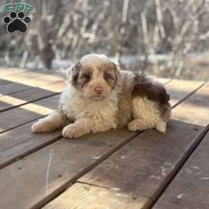 Trixie, Borderdoodle Puppy