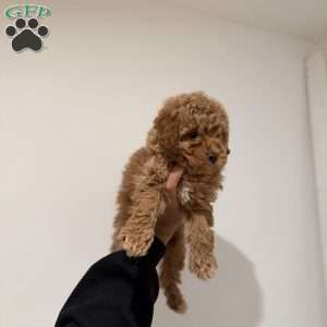 Max, Toy Poodle Puppy
