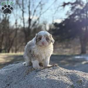 Trixie, Borderdoodle Puppy