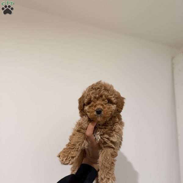 Max, Toy Poodle Puppy