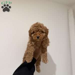 Max, Toy Poodle Puppy