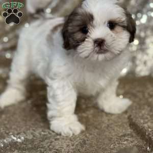 Jewel, Shih Tzu Puppy