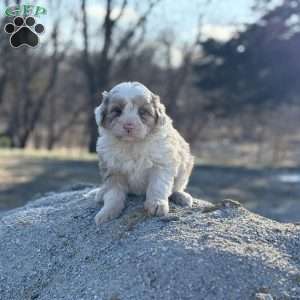 Trixie, Borderdoodle Puppy