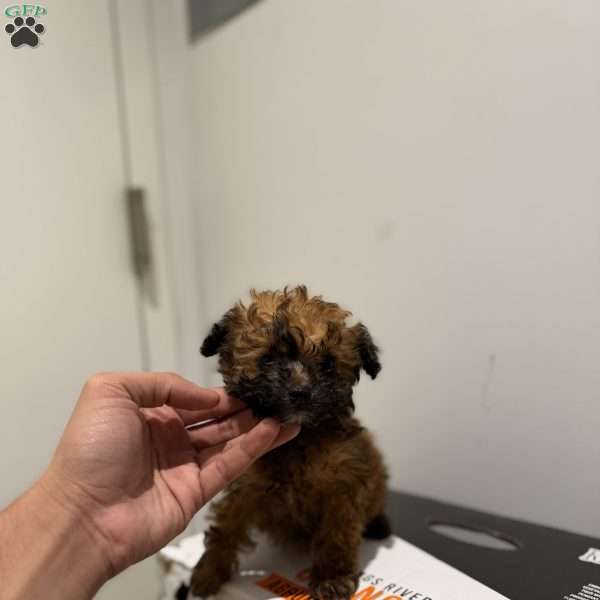 Gumdrop, Toy Poodle Puppy