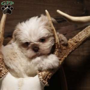 Sage, Shih Tzu Puppy