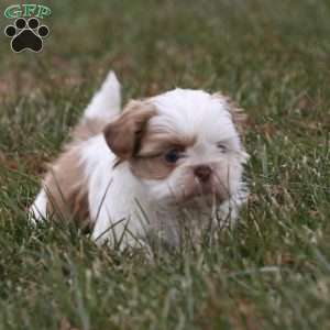 Charlie, Shih Tzu Puppy
