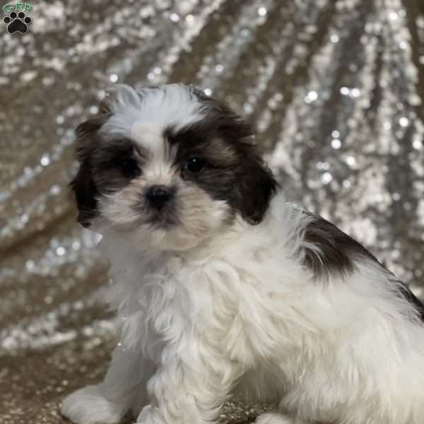 Joyce, Shih Tzu Puppy