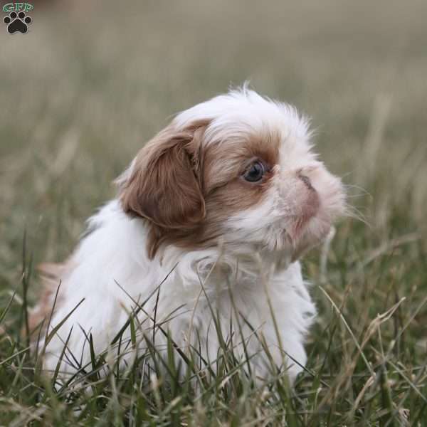 Charlie, Shih Tzu Puppy