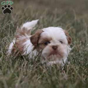Charlie, Shih Tzu Puppy
