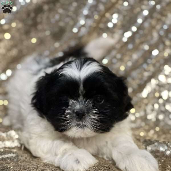 Jacob, Shih Tzu Puppy