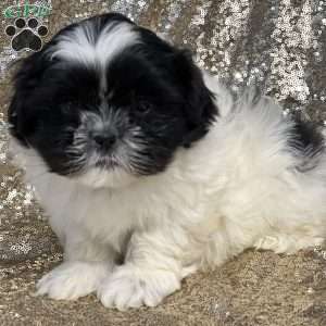 Jacob, Shih Tzu Puppy