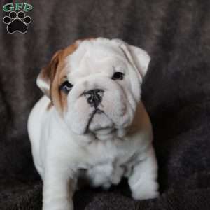 Bruno, English Bulldog Puppy
