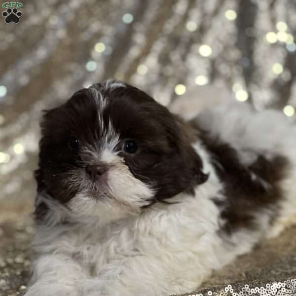 Jayden, Shih Tzu Puppy