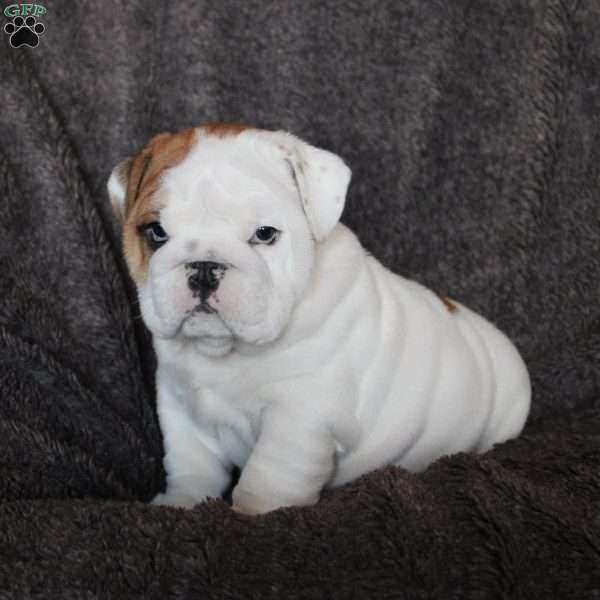 Bruno, English Bulldog Puppy