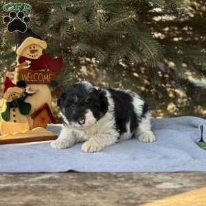 Ace, Borderdoodle Puppy