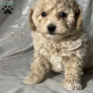 Molly, Bich-Poo Puppy