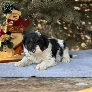 Ace, Borderdoodle Puppy