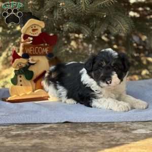 Ace, Borderdoodle Puppy