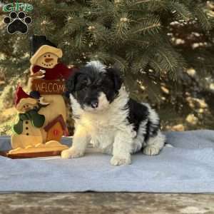 Ace, Borderdoodle Puppy