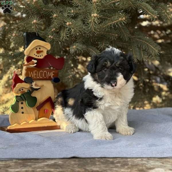 Ace, Borderdoodle Puppy