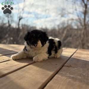 Ace, Borderdoodle Puppy