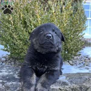 Humphrey, German Shepherd Puppy