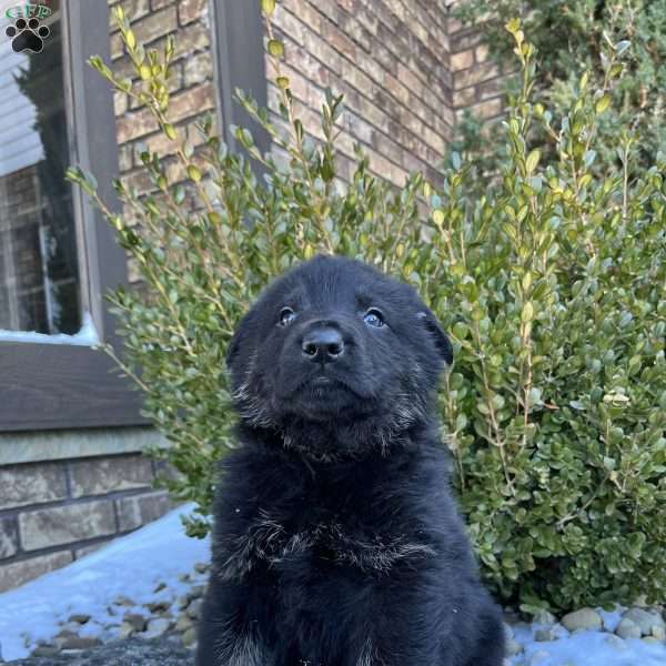 Humphrey, German Shepherd Puppy