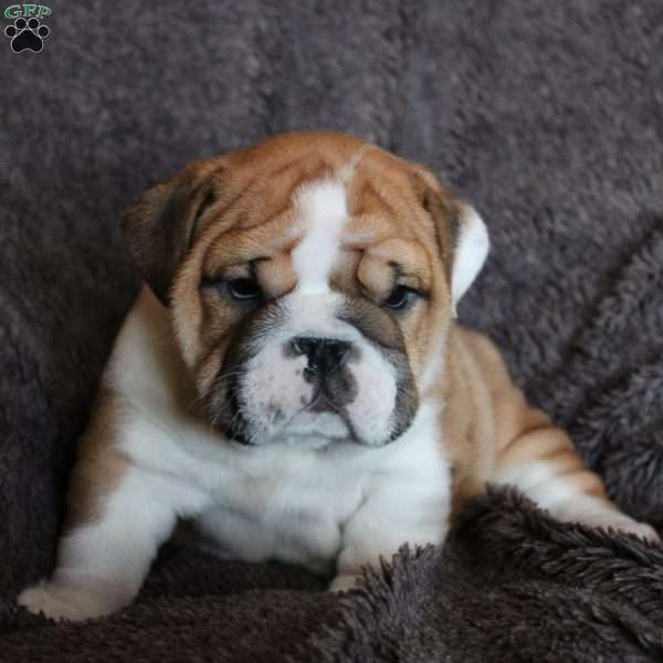 Tank, English Bulldog Puppy