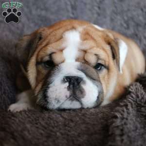 Tank, English Bulldog Puppy