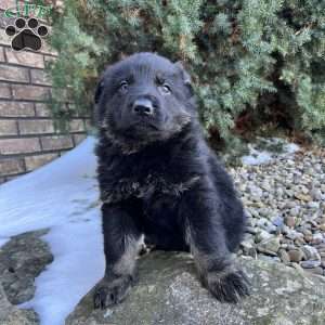 Humphrey, German Shepherd Puppy