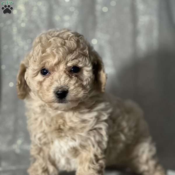 Molly, Bich-Poo Puppy