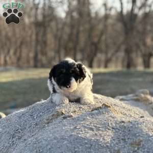 Ace, Borderdoodle Puppy