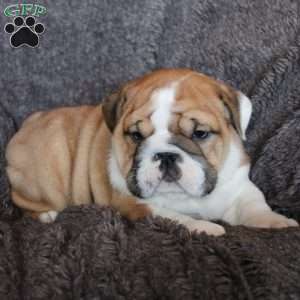 Tank, English Bulldog Puppy