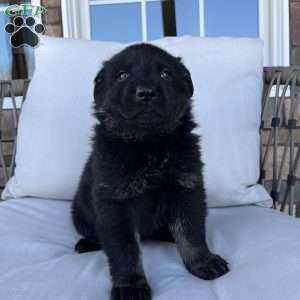 Humphrey, German Shepherd Puppy